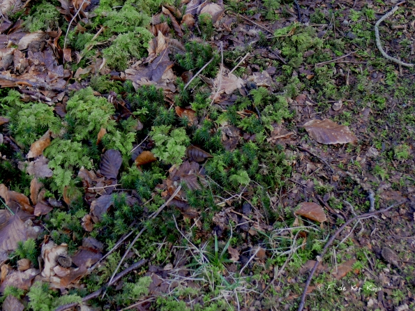 Bois des Moutiers (39) mars 2012
